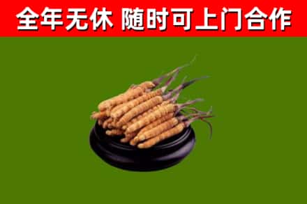 通川区回收散虫草