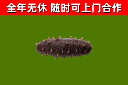 通川区回收海参干